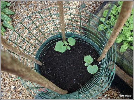 Planting cucumbers