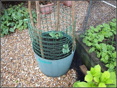 Planting cucumbers