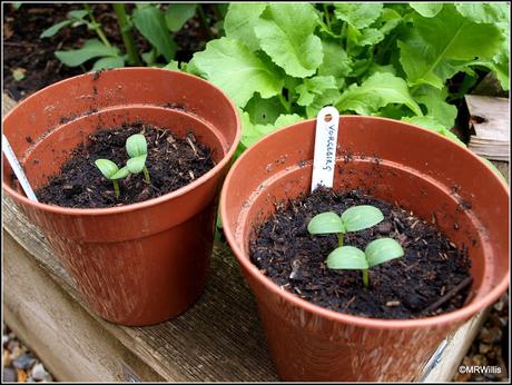 Planting cucumbers