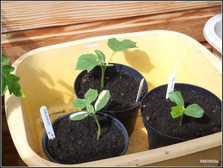 Planting cucumbers