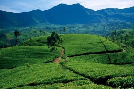 Green hills of Kandy