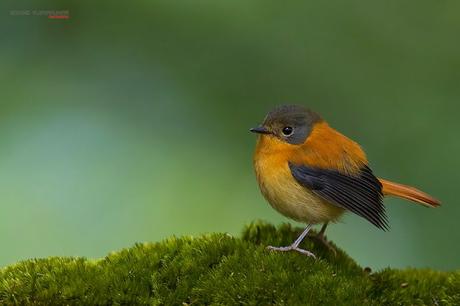 Female Black and Orange Flycatcher