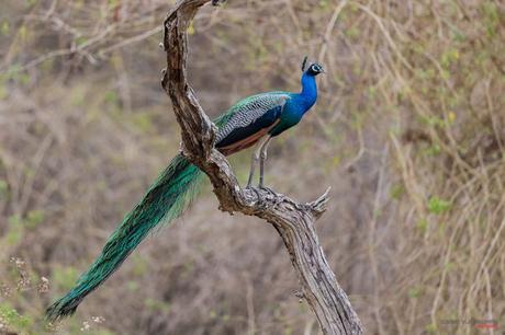 Peacock