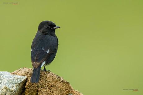 Pied Bushchat Bird