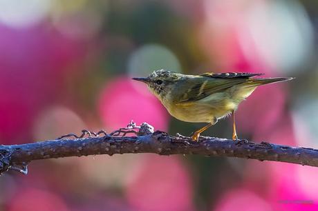 Warbler