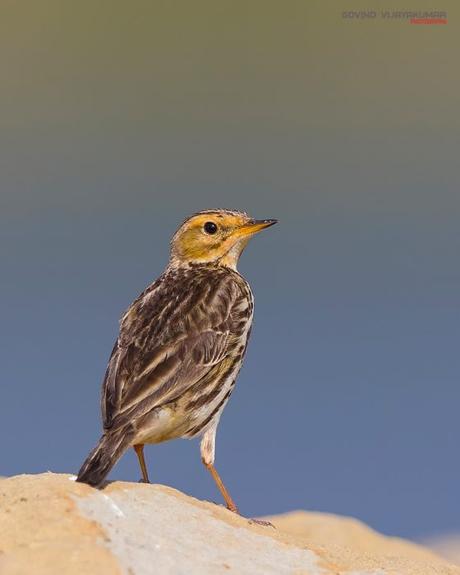 Red Throated Pipit