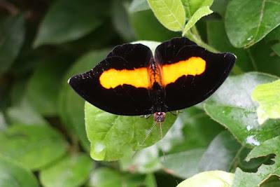 BUTTERFLY HOUSE IN SICILY