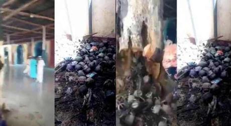 Strange! Hundreds of Plastic kettles gush out of a tree being cut down inside a mosque (Video)