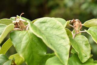 Tree Following June 2019 - a game of two halves