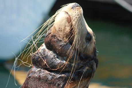 Ghost gear is killing our marine life and contributing greatly to the ocean's plastic problem, with more than 70% of microplastics by weight being fishing related. Pictured: a sea lion tangled in a gill net off the coast of California.