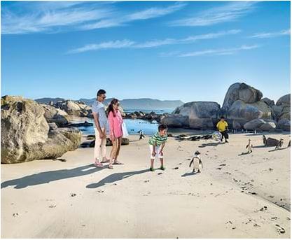 8 Strange Things to Do in South Africa to Spice Up Your Travel Experience South African Penguin