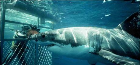 8 Strange Things to Do in South Africa to Spice Up Your Travel Experience Shark Diving