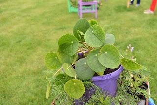 RHS Chatsworth Flower Show 2019 - plant buying heaven