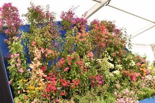 RHS Chatsworth Flower Show 2019 - plant buying heaven