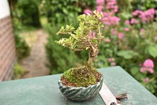 RHS Chatsworth Flower Show 2019 - plant buying heaven