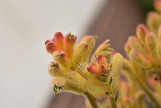 RHS Chatsworth Flower Show 2019 - plant buying heaven