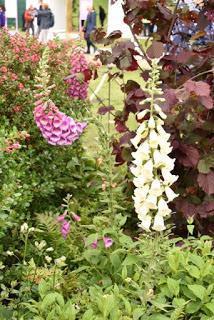 RHS Chatsworth Flower Show 2019 - plant buying heaven