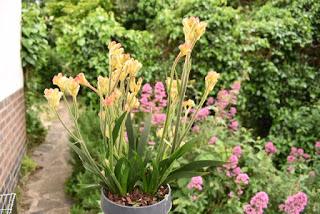 RHS Chatsworth Flower Show 2019 - plant buying heaven