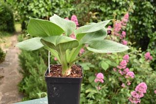 RHS Chatsworth Flower Show 2019 - plant buying heaven