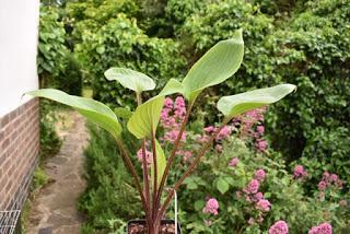 RHS Chatsworth Flower Show 2019 - plant buying heaven