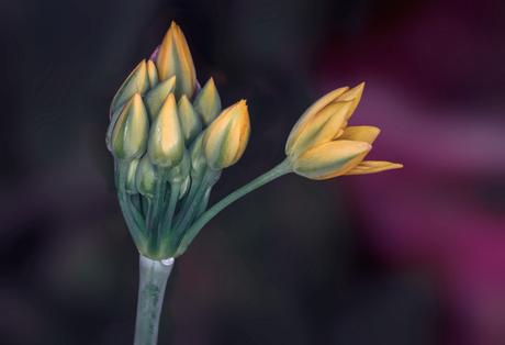 How to take stunning photographs of flowers and plants