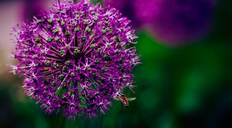 How to take stunning photographs of flowers and plants