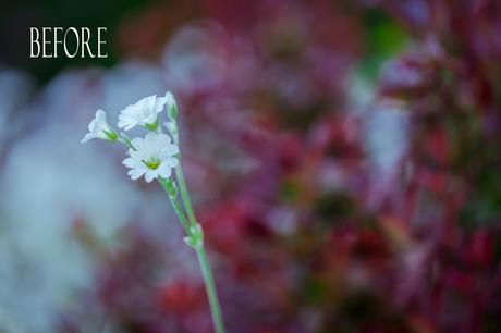 How to take stunning photographs of flowers and plants