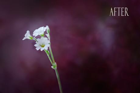 How to take stunning photographs of flowers and plants