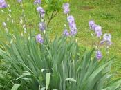 Dessie Jockstrap Repost