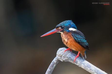 Blue Eared Kingfisher