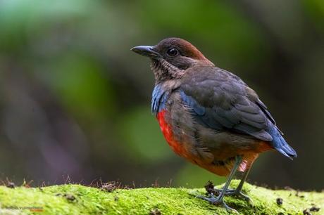 Whiskered Pitta