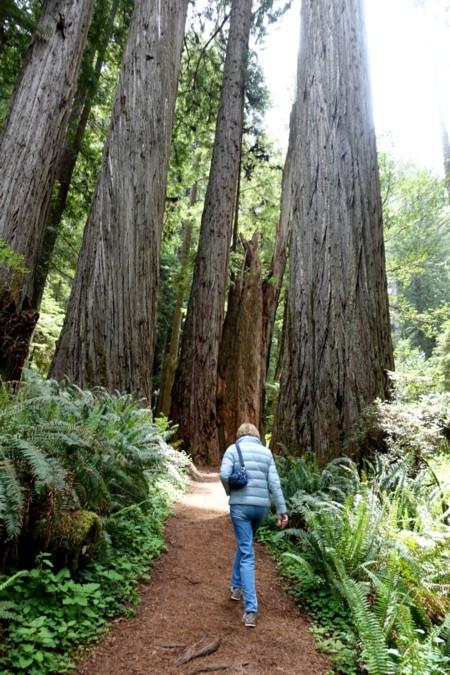 Journey to Northern California, Day 8 – 10: Redwood Forests