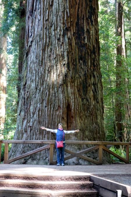 Journey to Northern California, Day 8 – 10: Redwood Forests