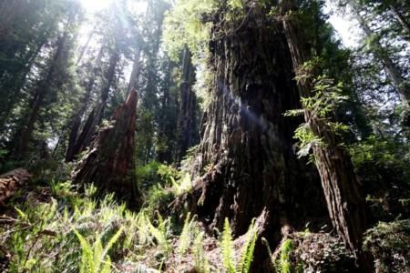 Journey to Northern California, Day 8 – 10: Redwood Forests