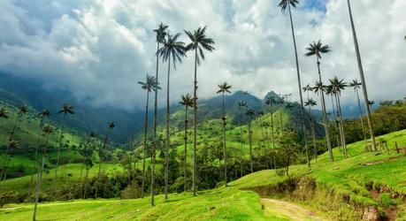 Cocora valley in the Coffee Region of Colombia