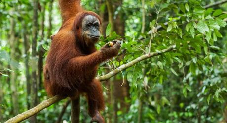 Orangutan in the wild, Sumatra, Indonesia