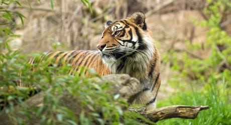 Sumatran tiger hiding in the jungle