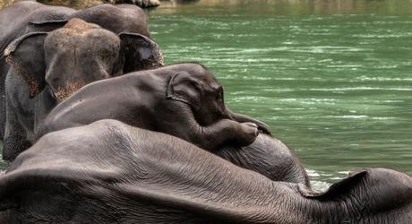 Wild Sumatran elephants at the river