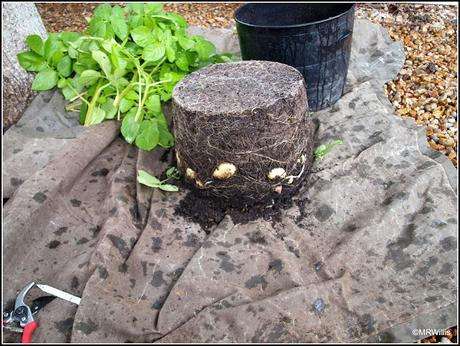 Harvesting new potatoes