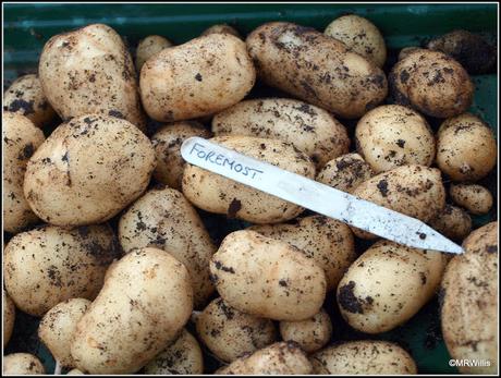 Harvesting new potatoes