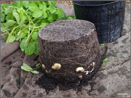 Harvesting new potatoes