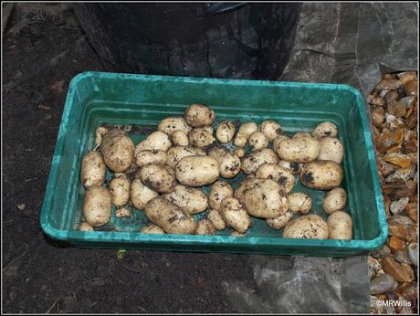 Harvesting new potatoes