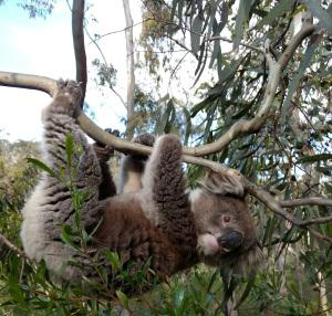 Koala extinctions past, present, and future