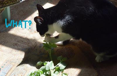 Cory is Worried about Her Connection