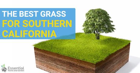 Choosing The Best Grass For Southern California