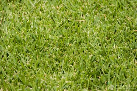 Choosing The Best Grass For Southern California