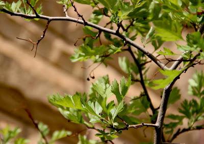 Nearly Wordless Wednesday Tree Following