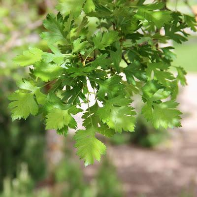 Nearly Wordless Wednesday Tree Following