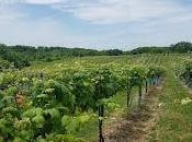Missouri Wine: Reviving American Heritage Grapes Vineyards