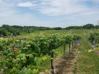 Missouri Wine: Reviving American Heritage Grapes at Vox Vineyards